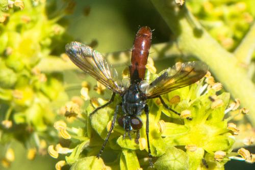 Réf. 215 999 : Cylindromyia bicolor